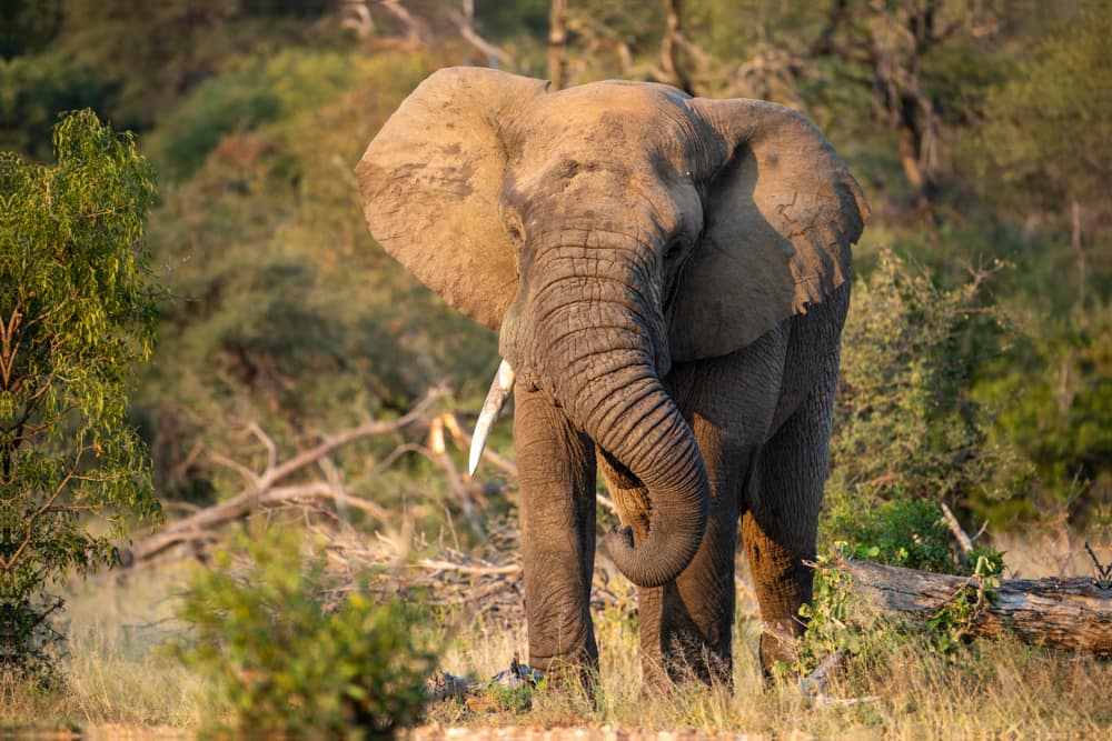 Planning Our First African Safaris: Lessons from South Africa and Kenya elephant 0159.webp