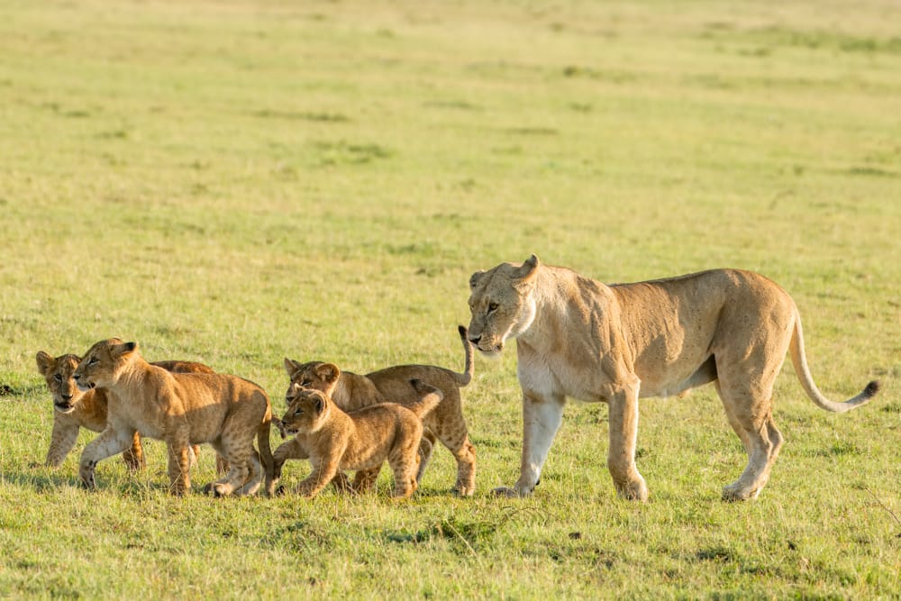 Lioness walking through short grass with a group of playful cubs clustered around her in warm afternoon light. lioness cubs 3504 2