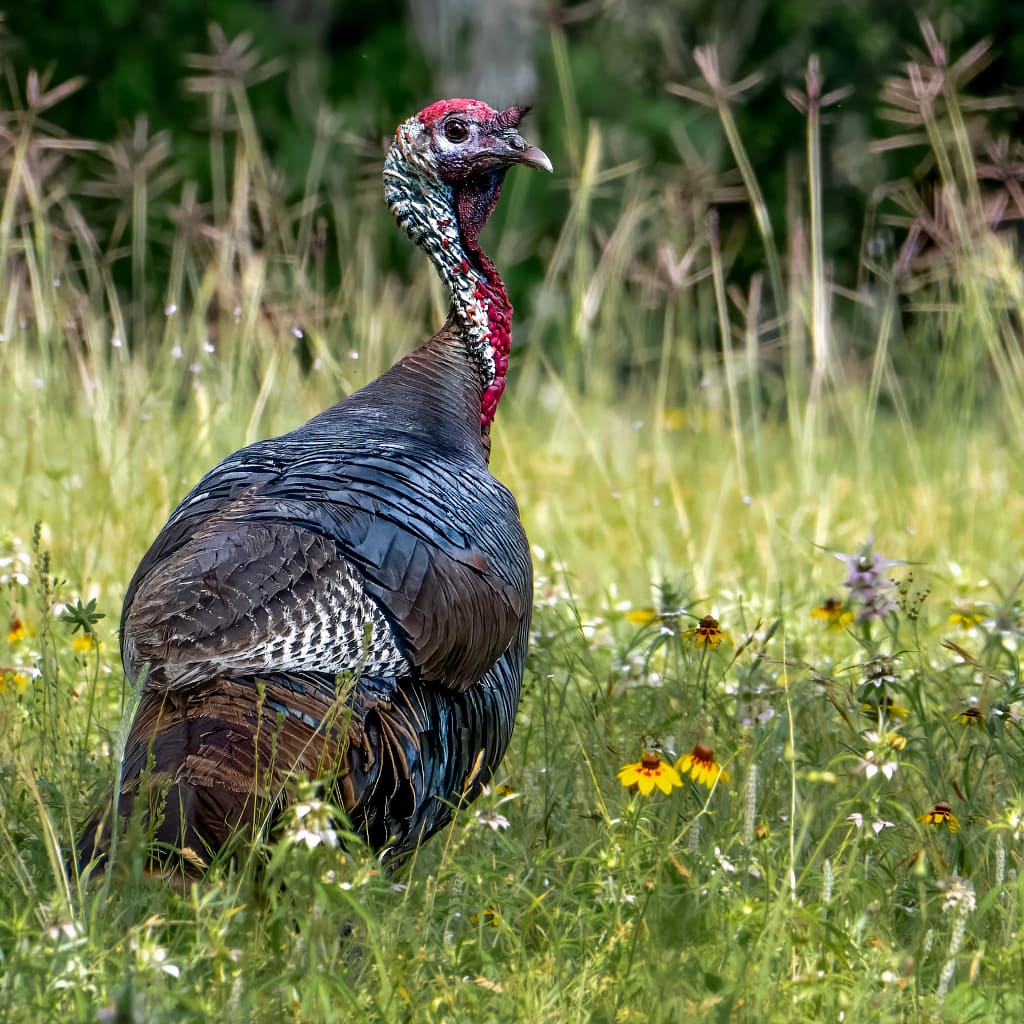 turkey 8801 Wild turkey standing in a meadow of wildflowers, photographed from a portable stool while wearing a ghillie suit.
