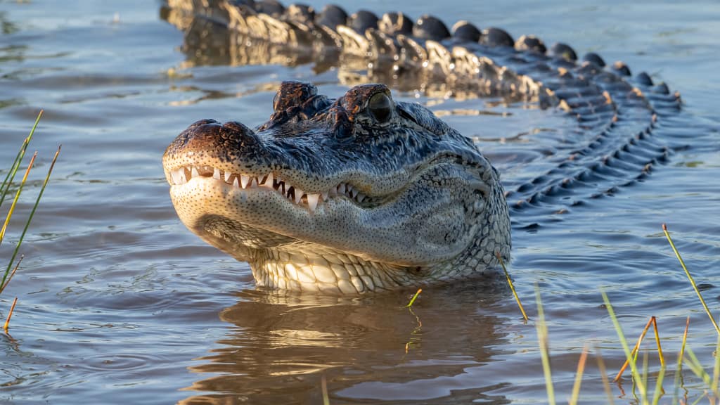 Wildlife in Focus 2025: Honored to Share the Wild d05 1 044.webp