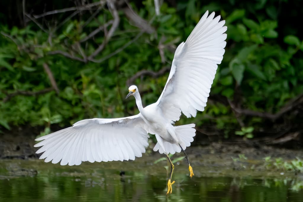 Wildlife photography with soul: Candid advice and field notes great egret a03 6.webp