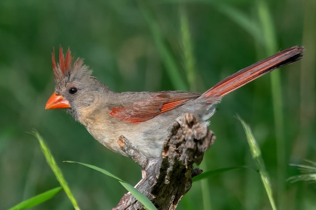 northern cardinal 9202.webp Great egret standing near Texas wetlands, slow graceful movement for beginner wildlife photographers.