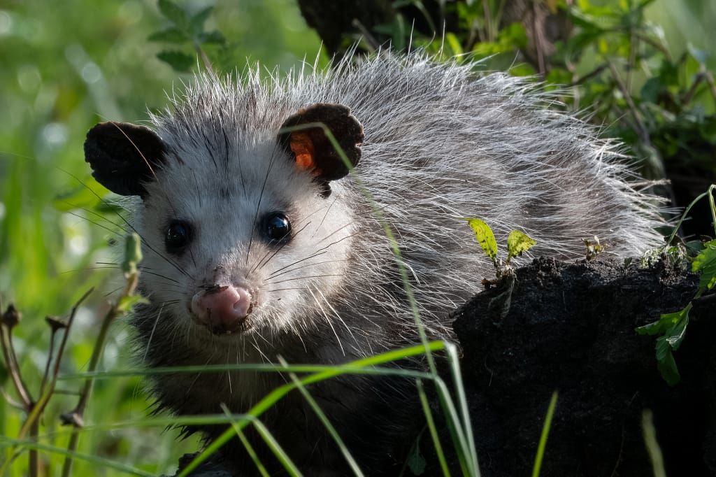 opossum 7356 .webp Opossum on the ground in Texas, photographed with Nikon Z8, beginner wildlife photography subject.