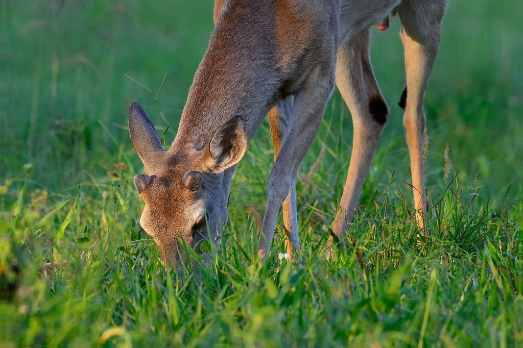 How to approach wildlife for photography whitetail buck 7017