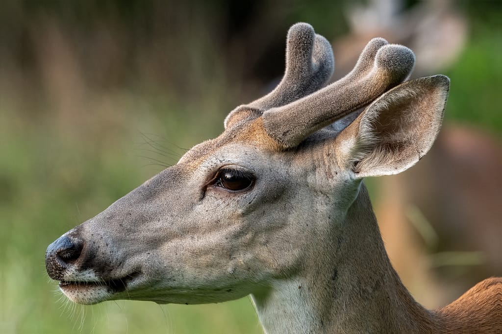 Camouflage tips for wildlife photography deer 5061