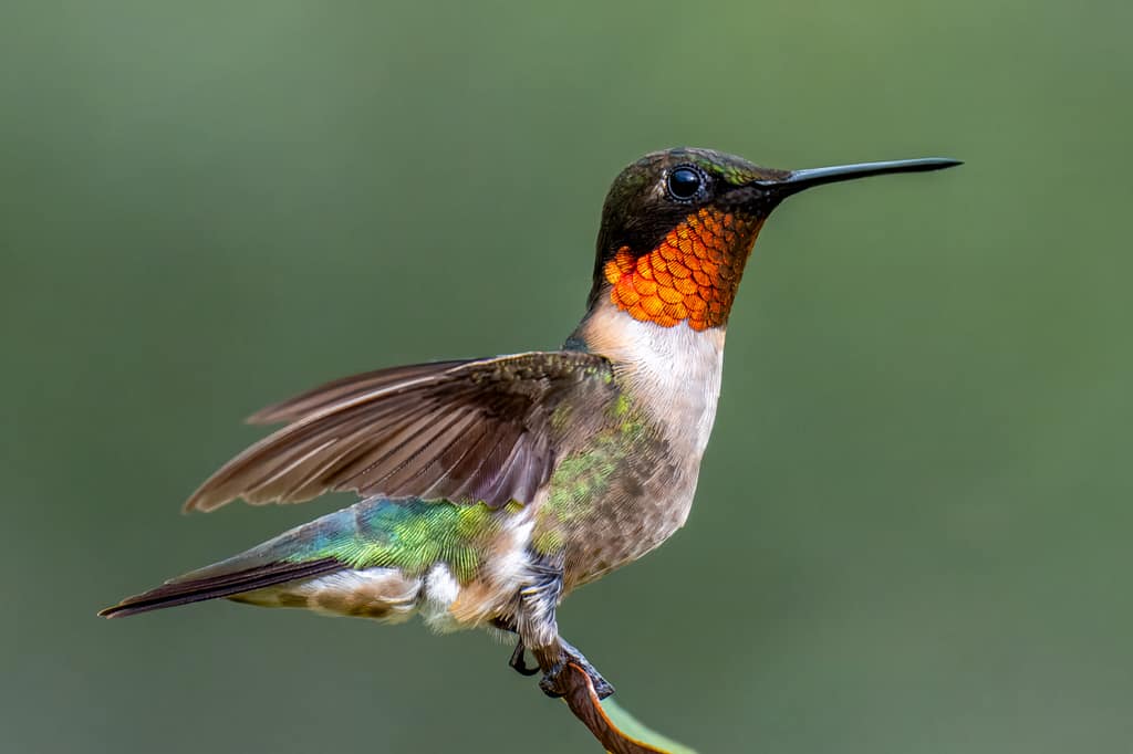 Photo Tips for the Rockport Hummingbird Festival hummer 9179