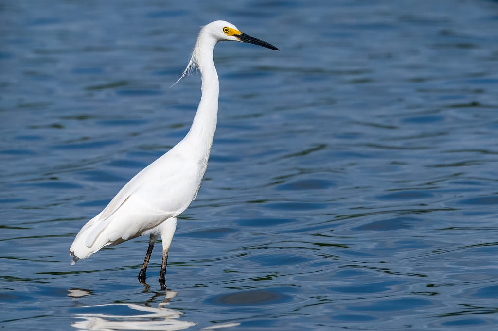 snowy egret 3657 1.webp Snowy egret wading in shallow water, photographed from a chair blind near the shoreline.