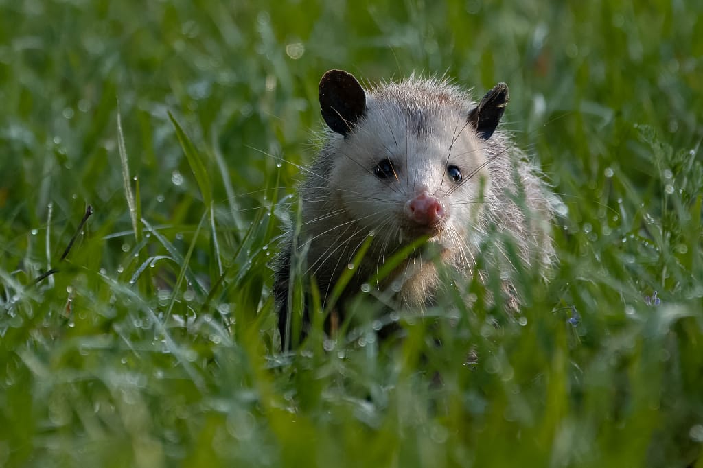 opossum 7139.webp opossum 7139.webp