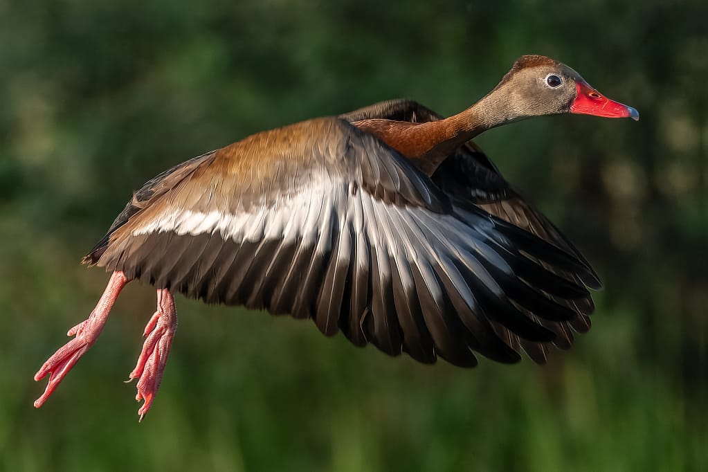 Wildlife photography concealment gear guide whistle duck 6169.webp
