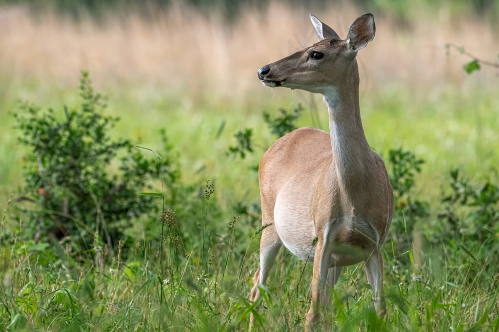 Why We Photograph the Natural World e08 3 044.webp