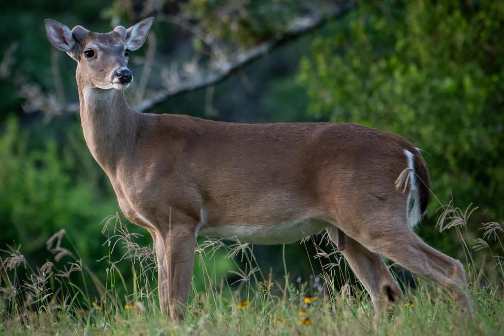 Easy wildlife to photograph in Texas whitetail buck 7938 1.webp