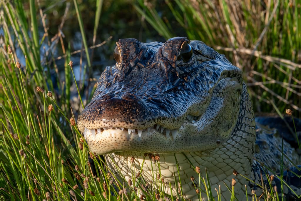 Best Cameras for Nature Photography Beginners alligator t 6485 edit