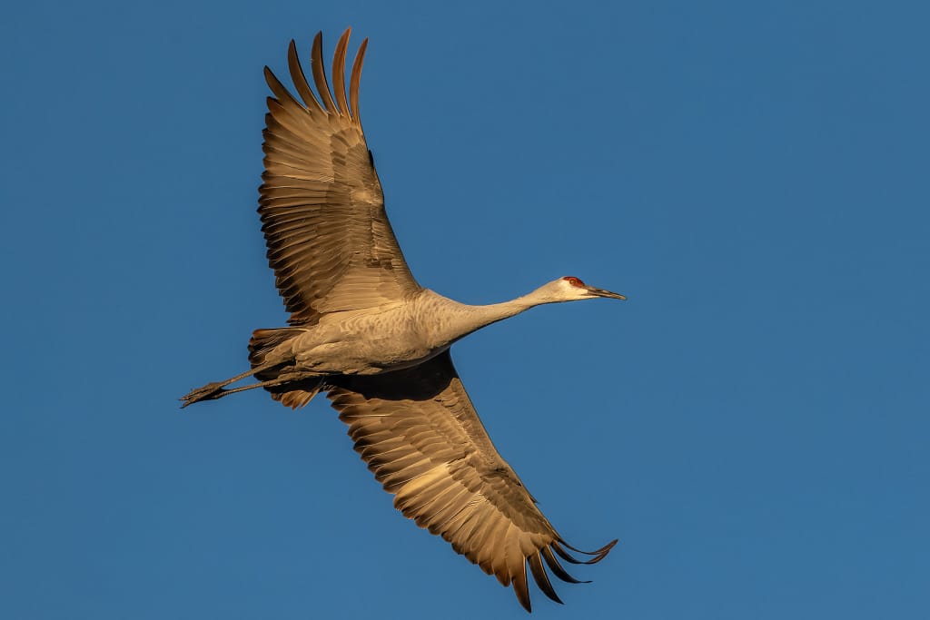 Wildlife Photography Camera Modes Explained Sandhill Crane in flight at golden hour, warm light on wings against blue sky.