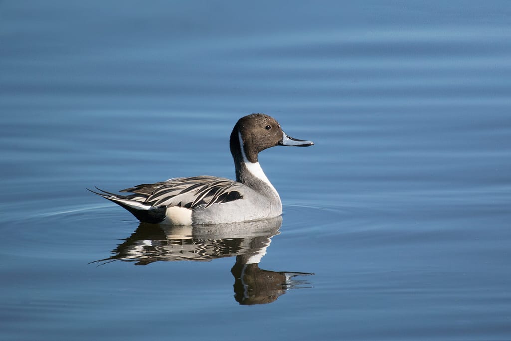 Nature photography to de-stress: Mindfulness in the wilderness pintail 0814