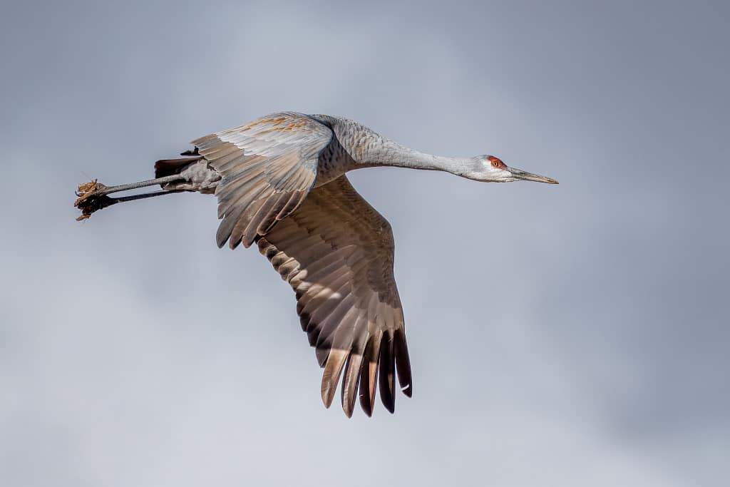 Supporting Cancer Research with Patience and Hope crane 6755 2.webp