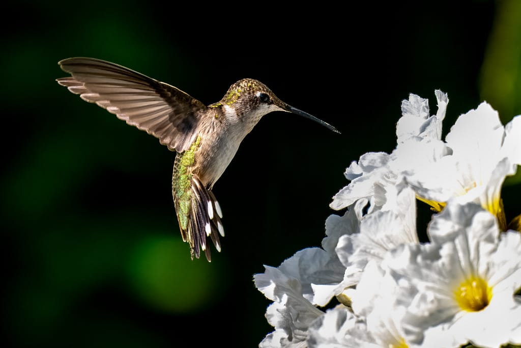 Hummingbird photography in the reflected glow of blossoms hummer 1406.webp