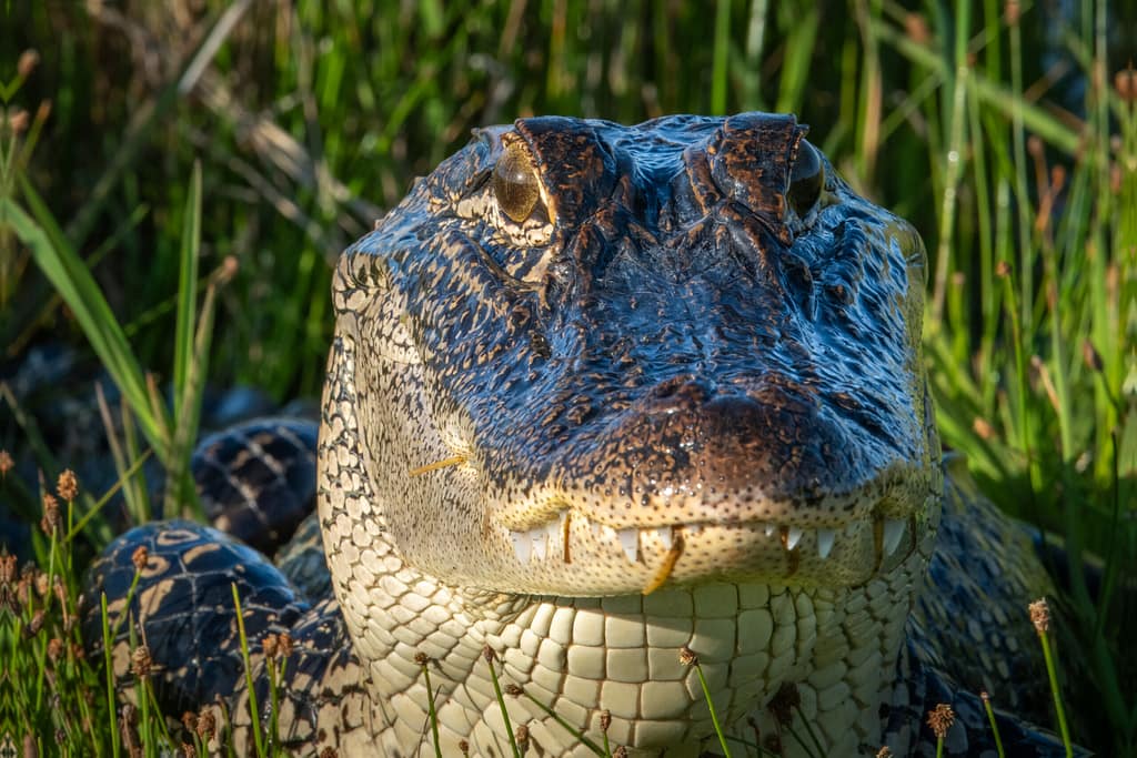 Van Gogh the Guardian Alligator alligator 6378