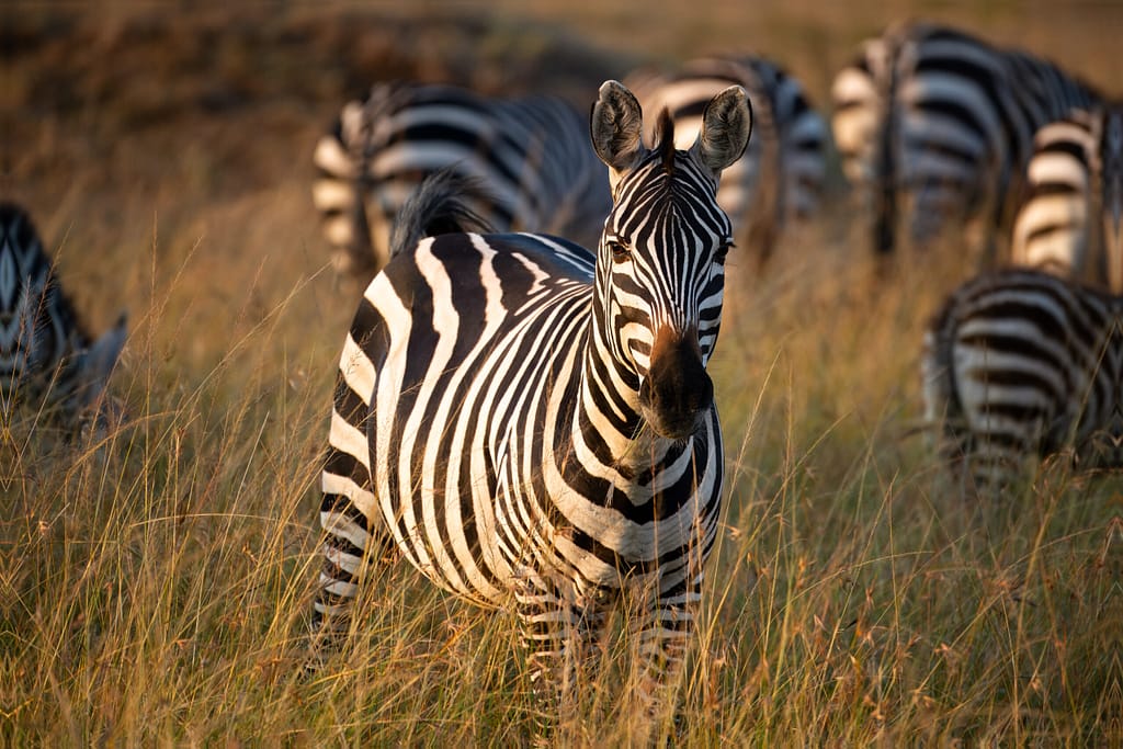 Witness to the Great Migration: A Bucket List Adventure zebra 2645 2