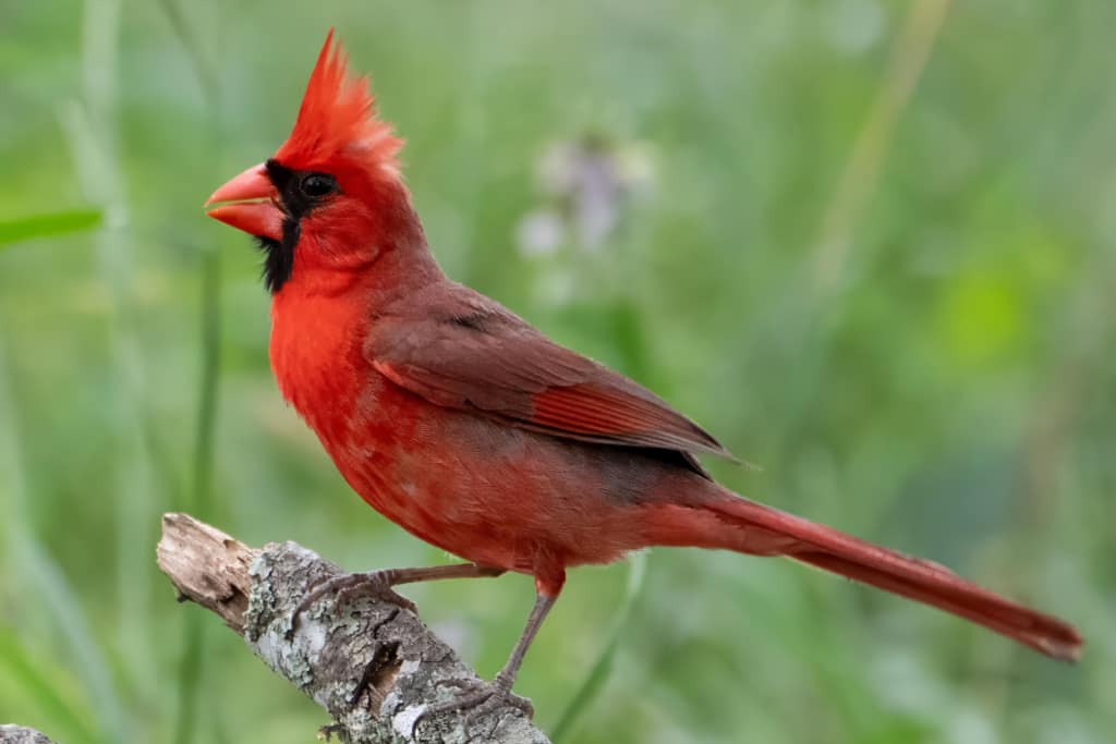 Crest high male northern cardinal. Male northern cardinal perched on branch, bright red plumage and crest