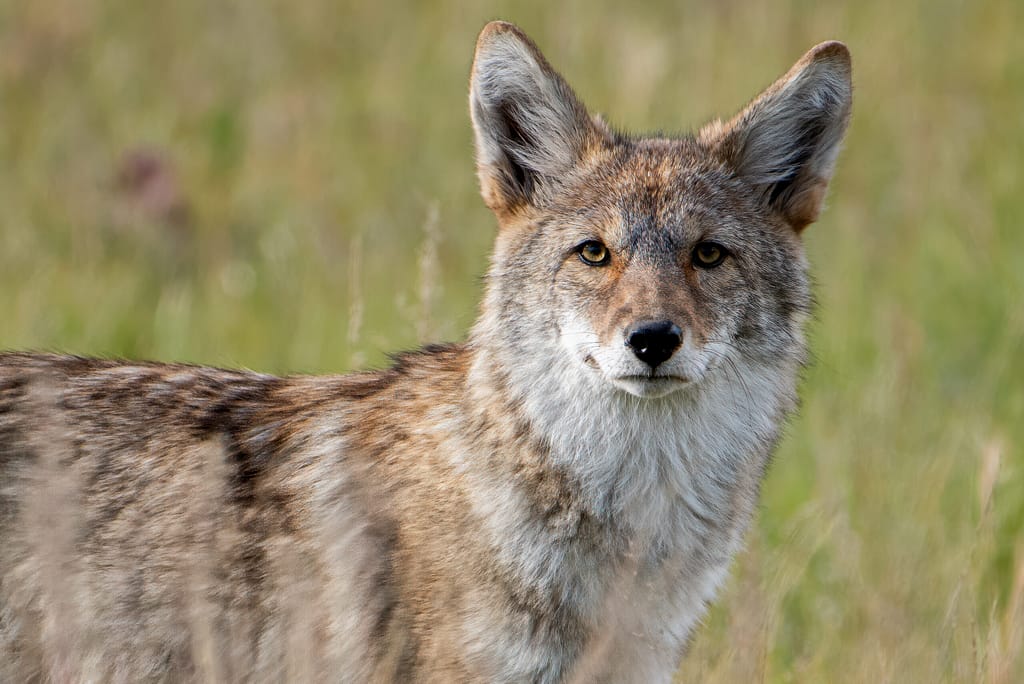 Stay Healthy for Wildlife Photography: Fitness & Diet coyote up 3349