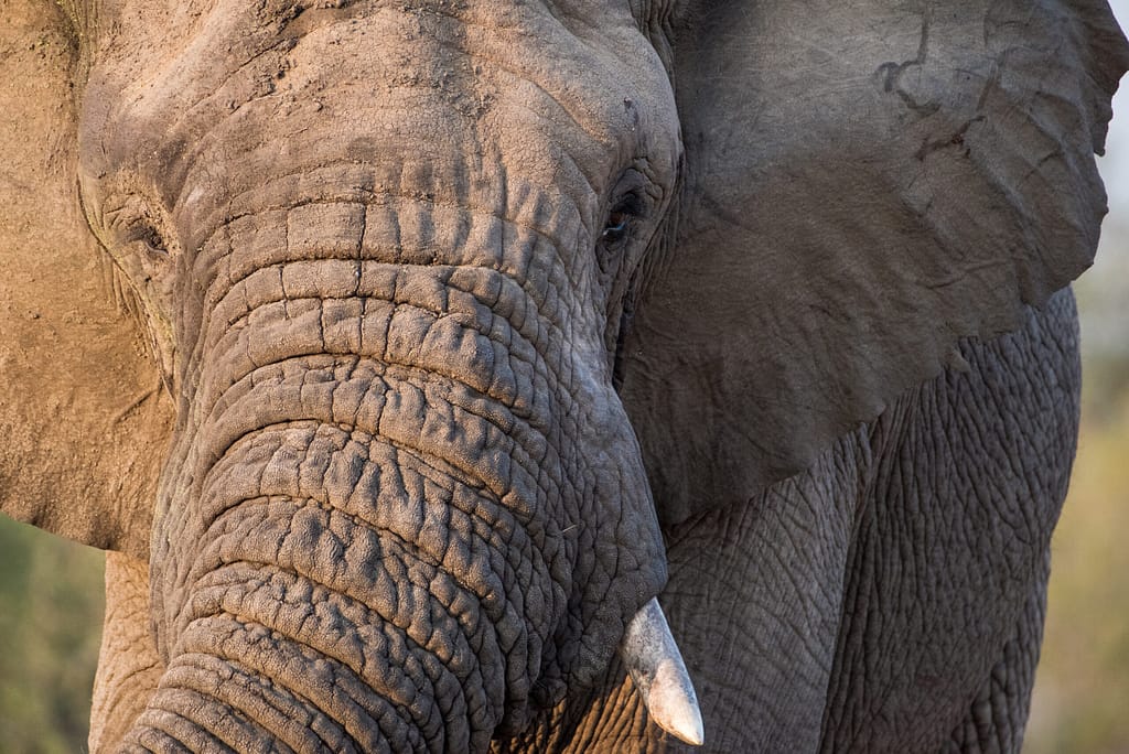 Aperture, Shutter Speed & ISO in Wildlife Photos african elephant 0184