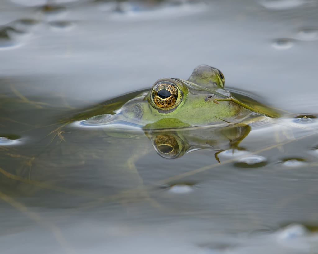 Wildlife photography as a hobby: How to start American bullfrog eyes above water, pond reflection close up