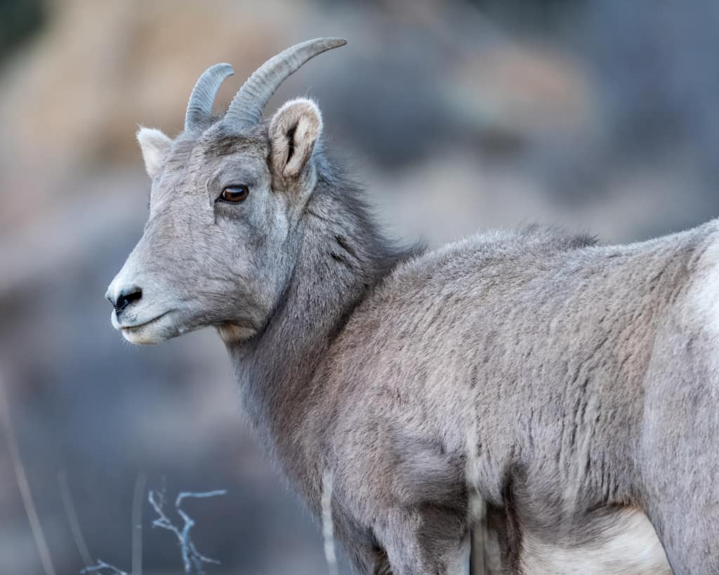 bighorn ewe 8190.webp Rocky Mountain bighorn sheep ewe photographed close approach at safe distance for ethical wildlife photography