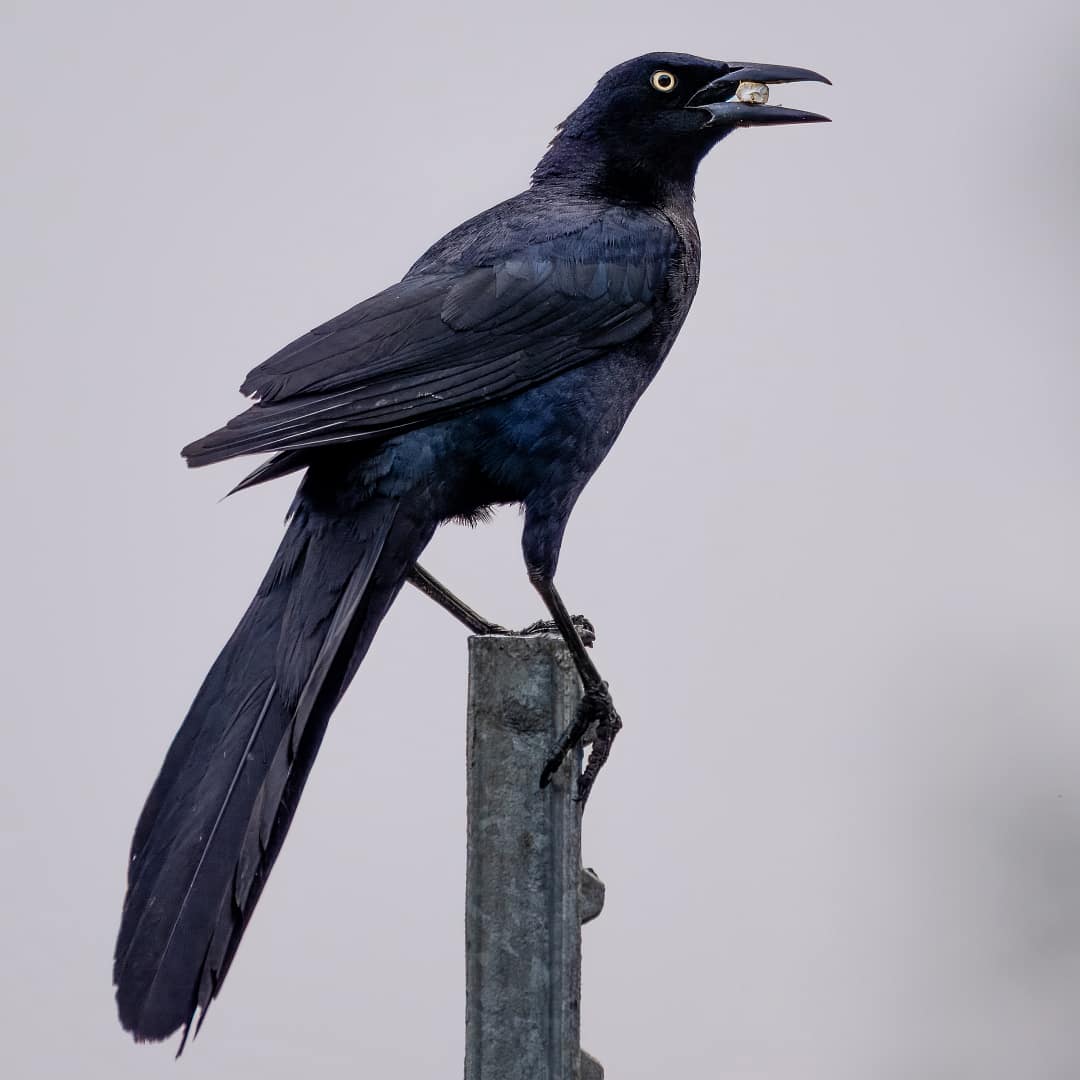 great tailed grackle 9028 Great tailed grackle male on post glossy black plumage and long tail