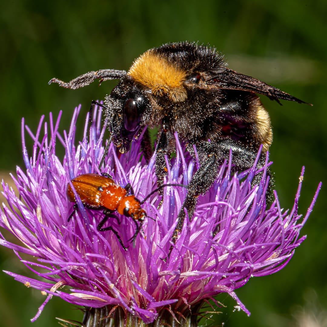 c06 1 044 Macro of a bumble bee and beetle feeding together on a vivid purple wildflower.