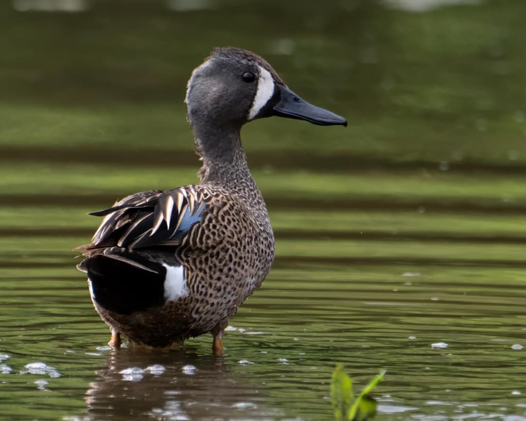 Wildlife photography as a hobby: How to start Blue-wing teal standing in shallow water.