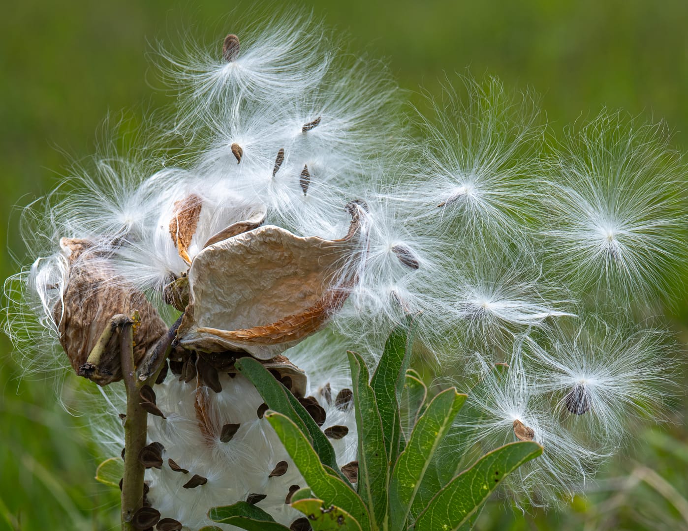 e06 1 044 Close-up of milkweed pod bursting open with white silky seeds drifting on a green background.