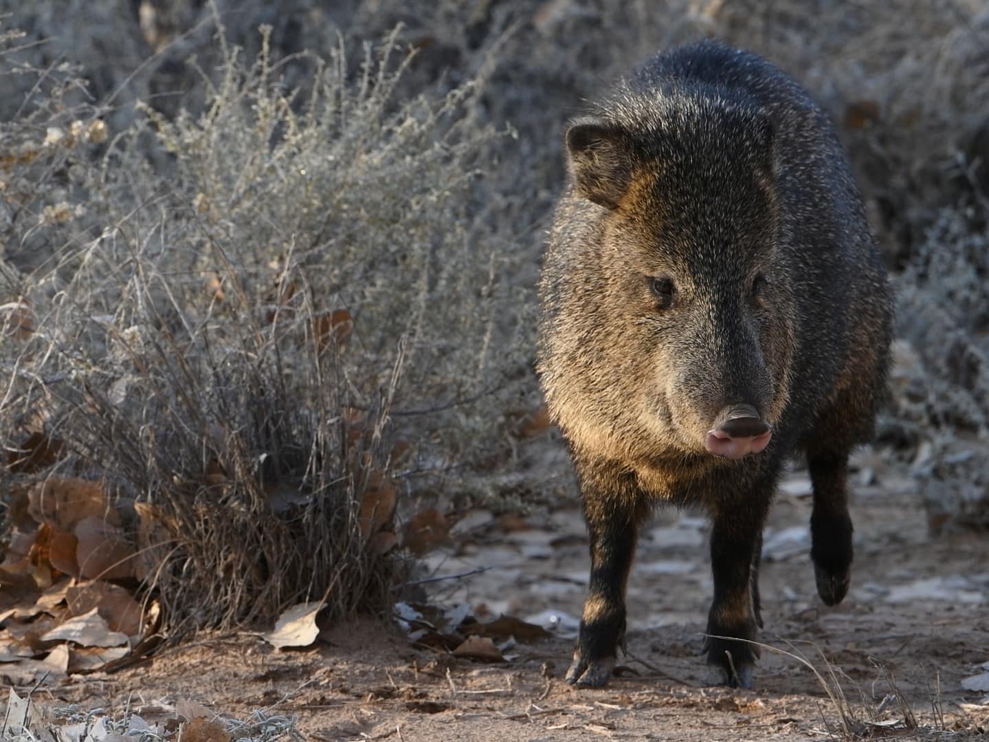 javelina 6990 capture 2 Javelina moving through desert brush, an animal that depends heavily on smell for foraging and detecting predators, photographed at close range.
