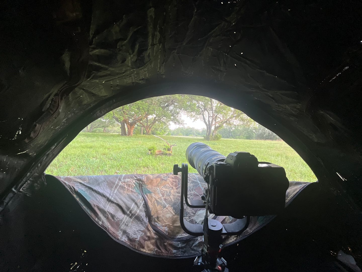 img 7530 View from inside a well-used wildlife photography blind showing a camera with telephoto lens aimed across a grassy field.
