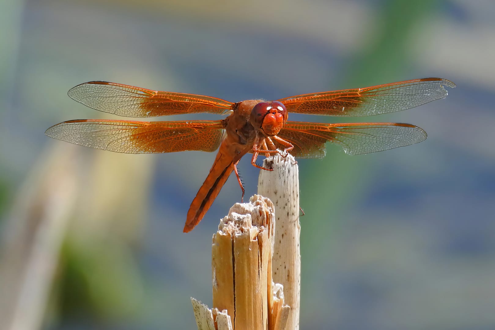 dragonfly Cardinal Meadowhawk dragonfly perched on reed, bright red body and clear wings, beginner macro example with discontinued Nikon camera