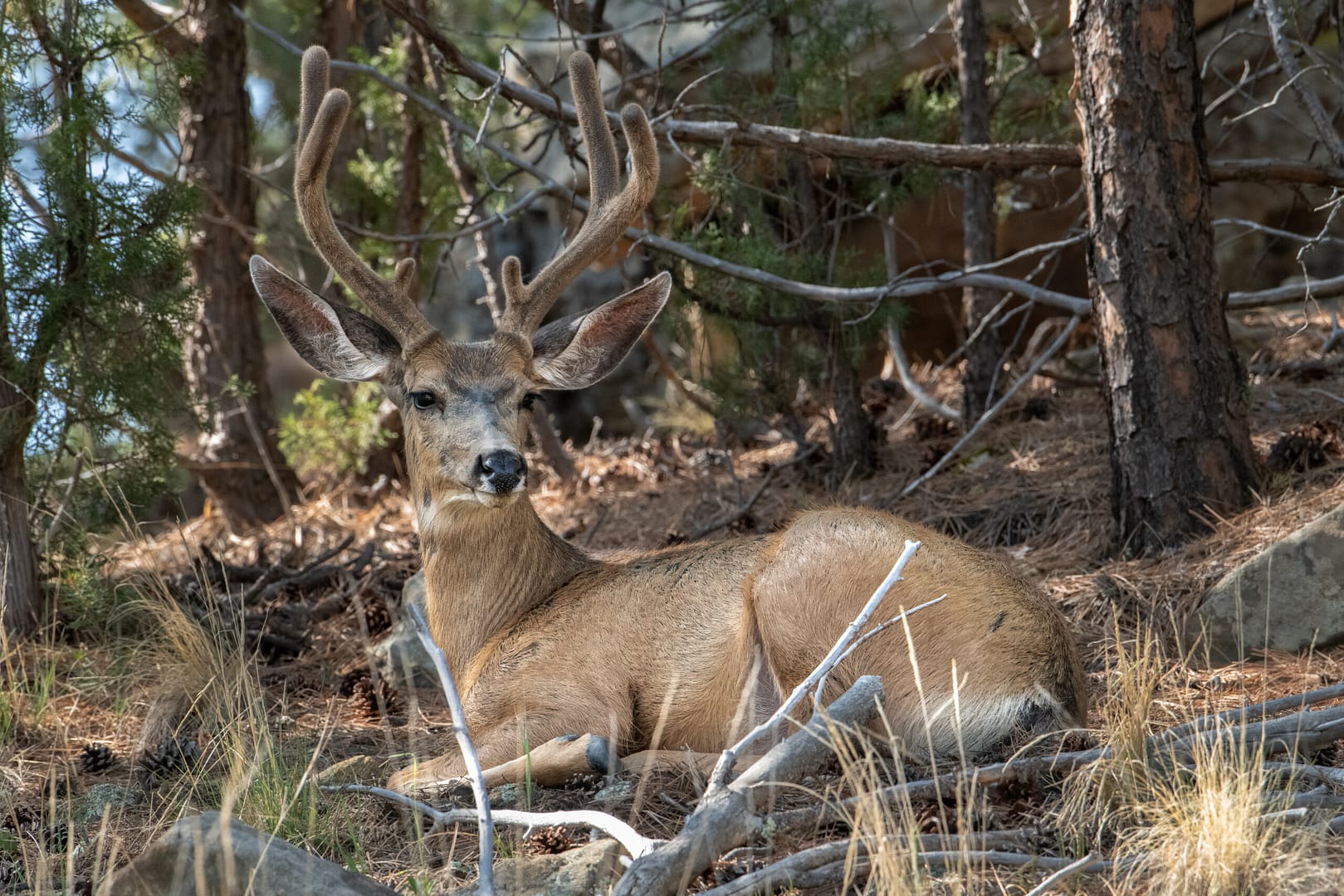 mule deer 8380 Mule deer buck with velvet antlers resting on forest floor surrounded by pine trees and dry grass, wildlife photography in natural habitat.