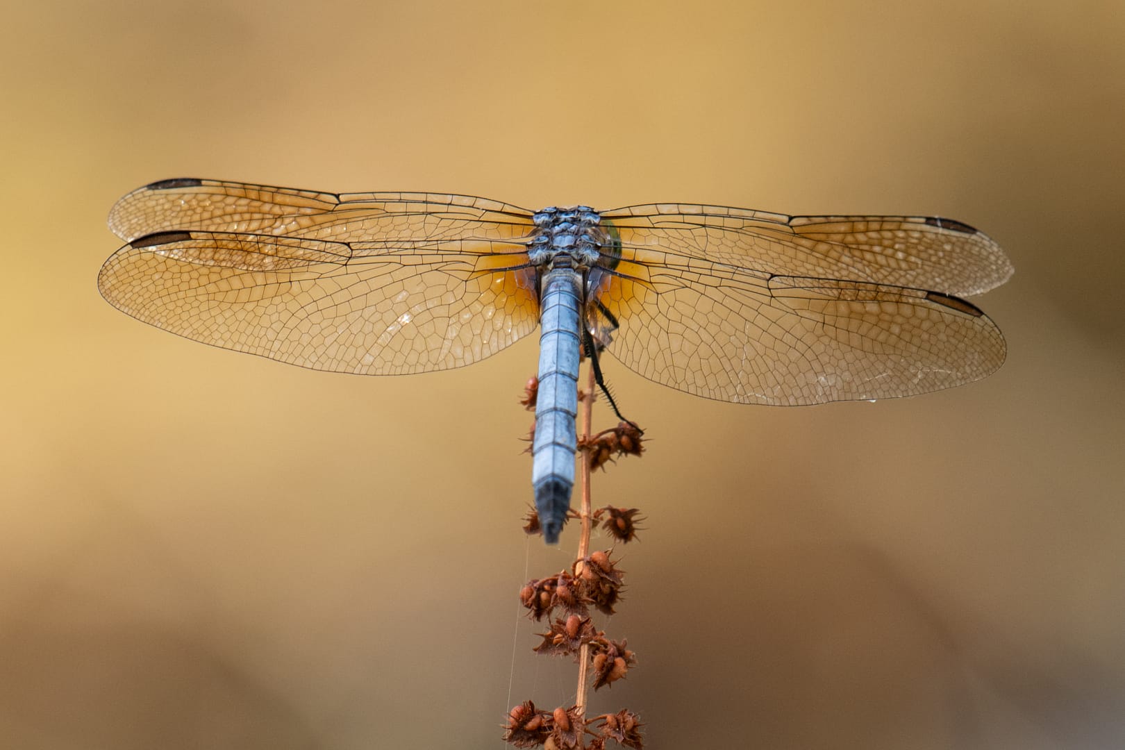 dragonfly 4333.webp Blue dragonfly with amber-tinted clear wings perched on dried stem, golden background, macro wildlife photo, dragonfly macro photography.