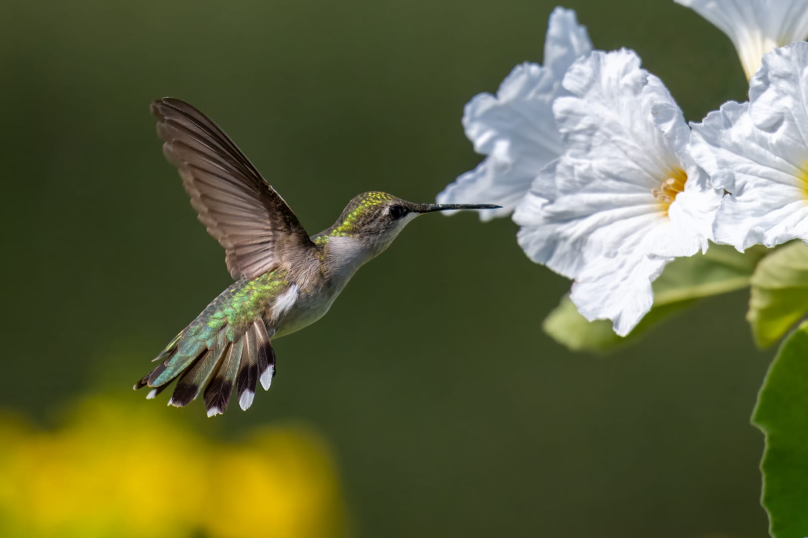 hummer 9619.webp Female ruby-throated hummingbird hovering near white flower, close-up bird photography in flight.