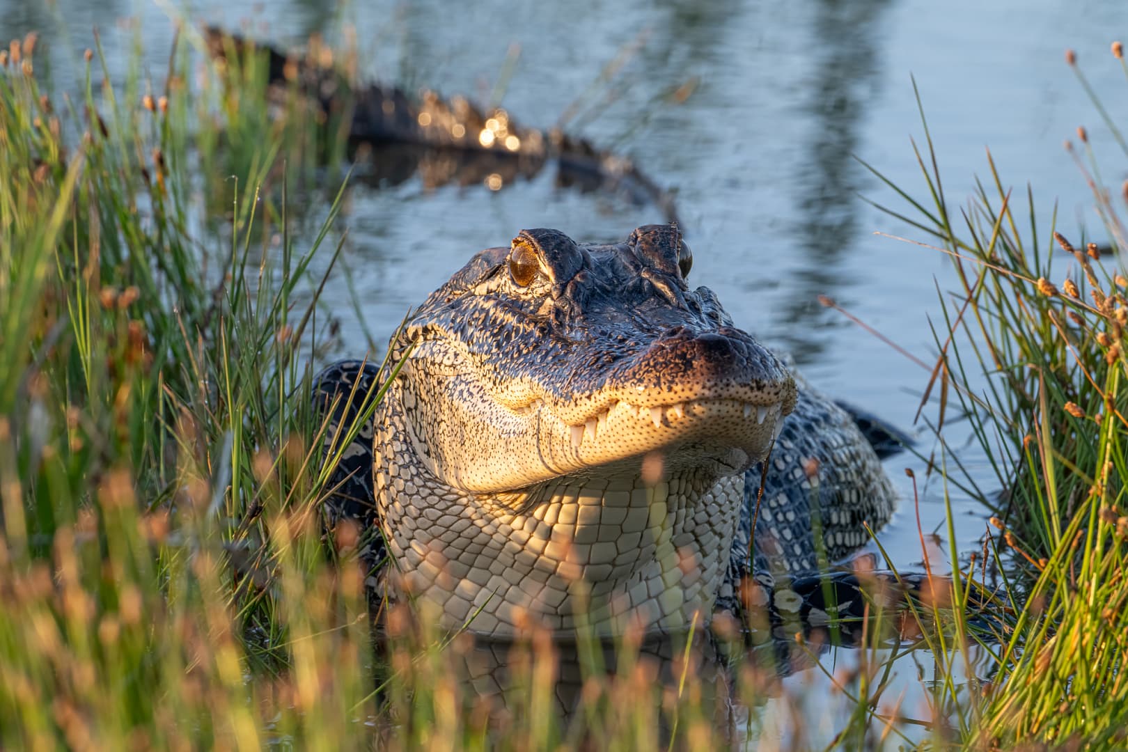 d05 3 044 Close view of an American alligator among marsh grass near water’s edge in soft light.