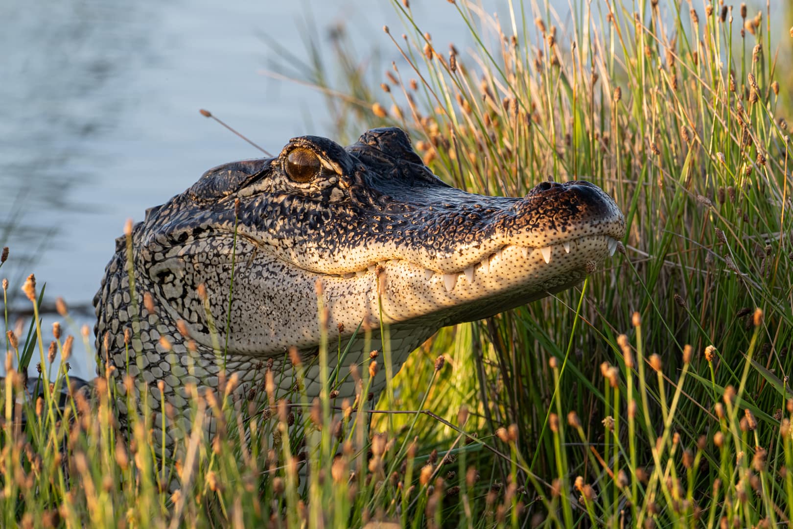 e08 1 044 Side profile of an American alligator partly concealed by reeds, bathed in evening light.