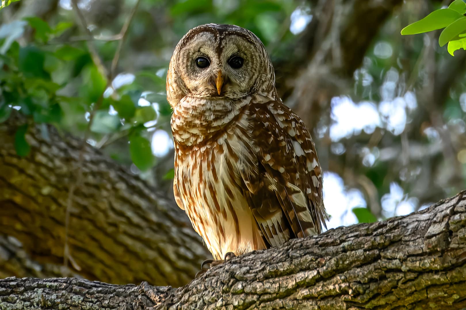 owl a02 02 owl a02 02