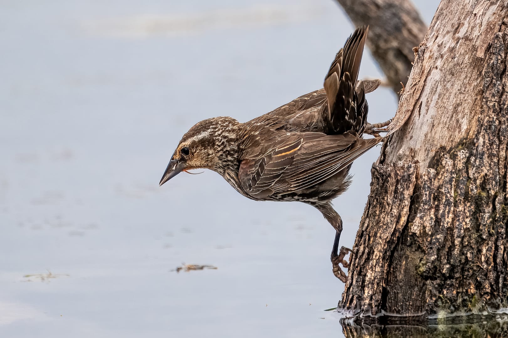 female redwing blackbird 4269 Red winged blackbird female at water edge, common marsh bird for beginner photographers