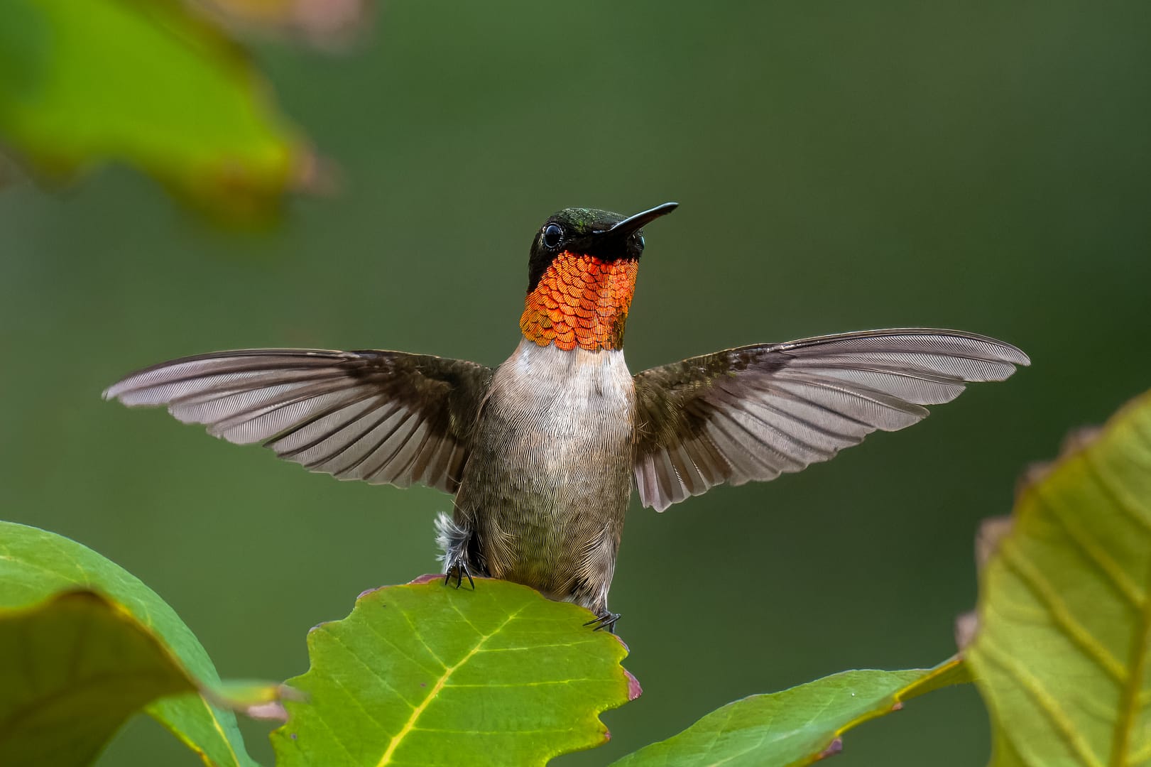 hummer 9186 Male ruby-throated hummingbird displaying bright red gorget with wings outstretched, wildlife close-up.