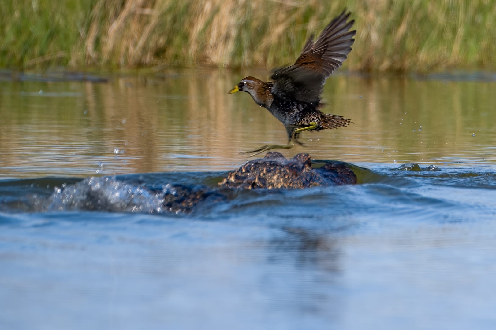 dsc1742 Sora bird escaping alligator strike on pond at J.F. Welder Ranch, Texas wildlife photography, Wildlife in Focus 2025.