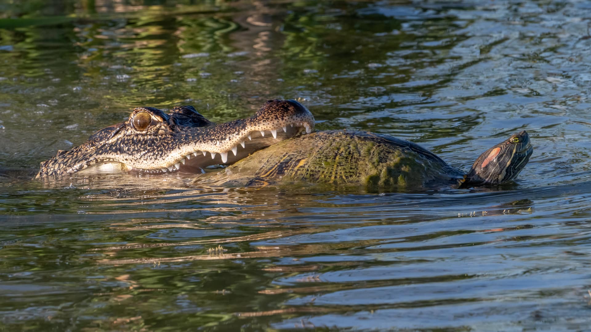 d05 2 044 American alligator beside a turtle in murky Texas water, showing a tense predator–prey encounter where the turtle escaped unharmed.
