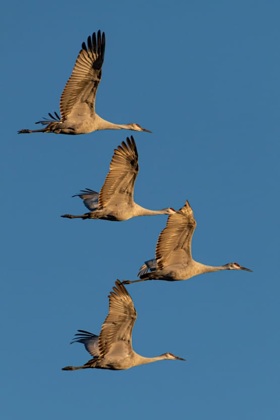 mcp 0858 edit.webp Sandhill cranes in flight at sunrise, four birds in formation against blue sky.