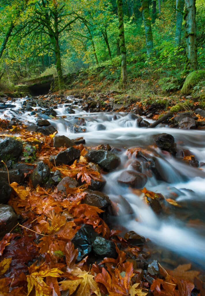 Wildlife photography with soul: Candid advice and field notes Autumn forest creek with orange maple leaves, silky water long exposure.