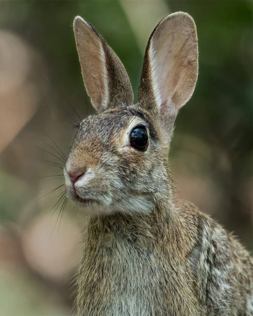 Wildlife-EasyTx-2.webp Cottontail close up in soft light, wildlife portrait with shallow depth of field