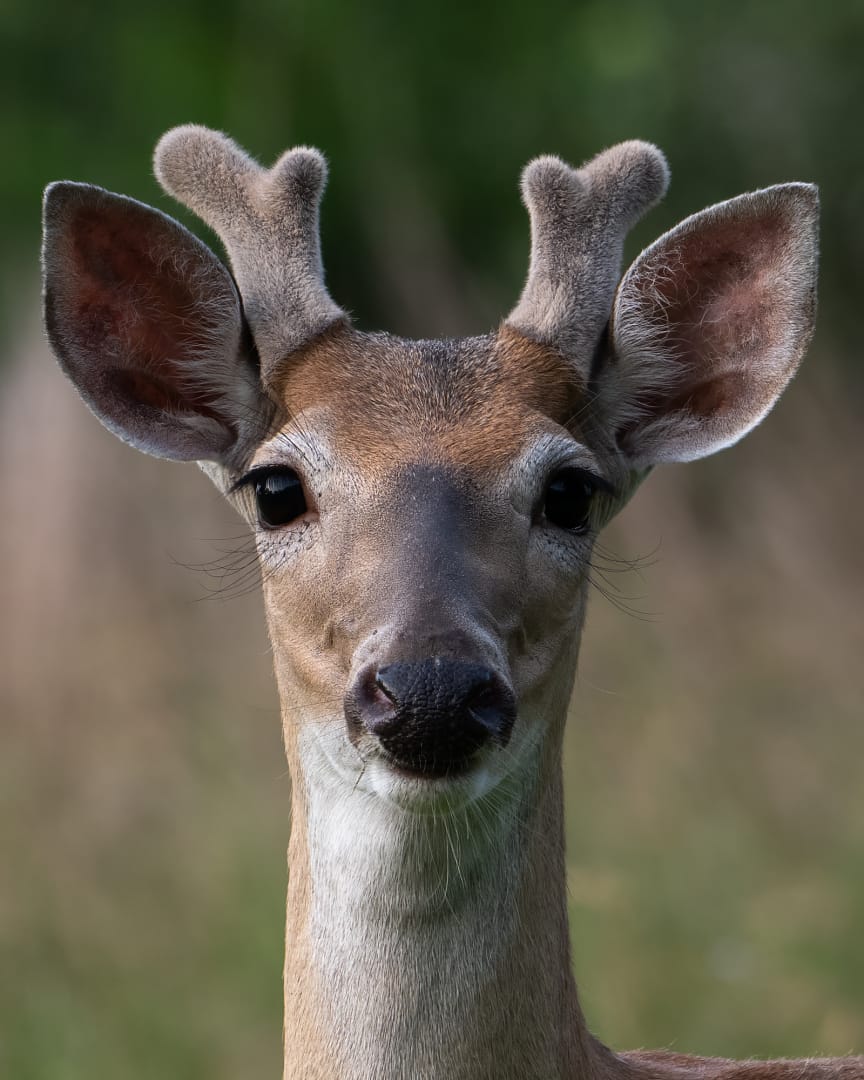 b01 3 044 Portrait of a white-tailed deer buck in velvet standing alert against soft green background.