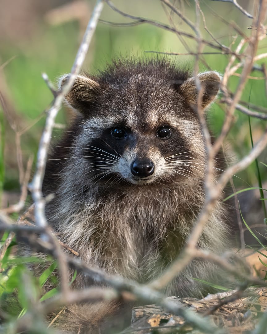 b06 1 044 Young raccoon framed by branches, looking directly at camera in soft morning light.