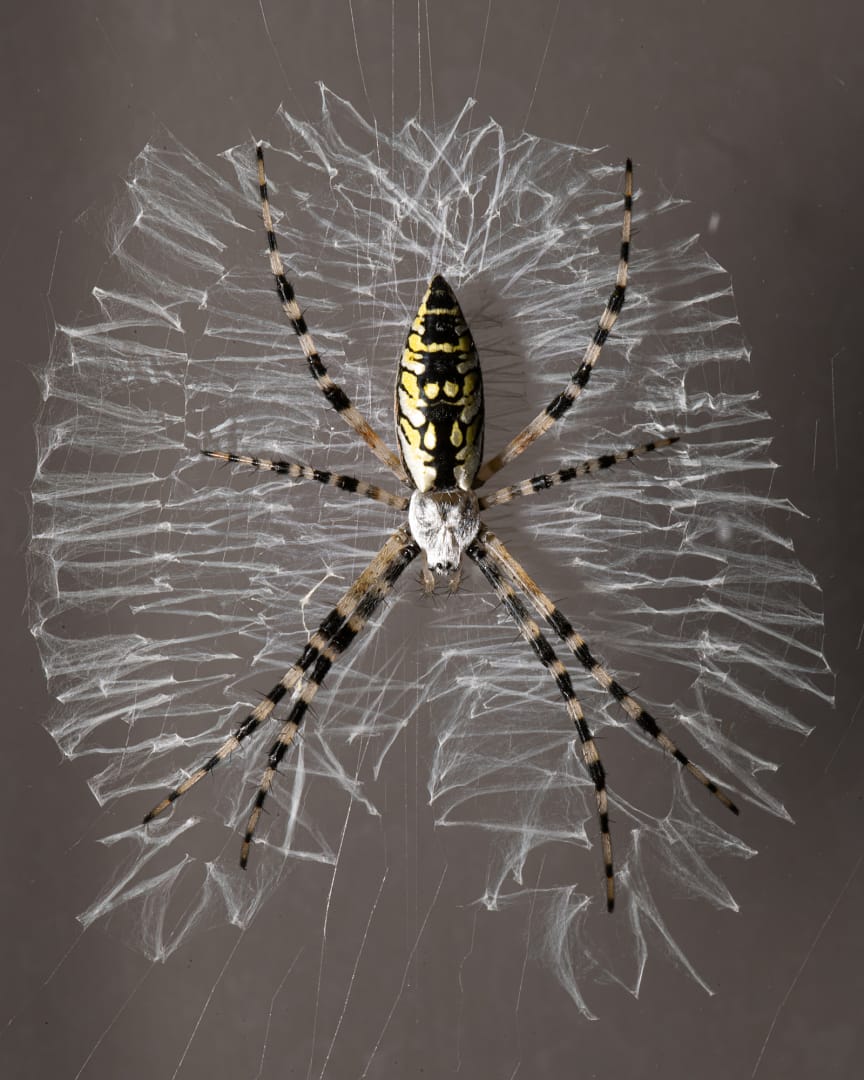 c02 2 044 c02 2 044Yellow garden spider centered in circular web pattern, intricate silk visible on dark background.